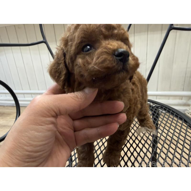 販売中の福岡県のタイニープードル-456513の2枚目