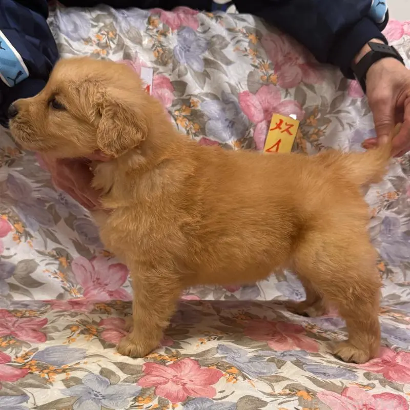 販売中の福岡県のゴールデンレトリーバー-456517の6枚目