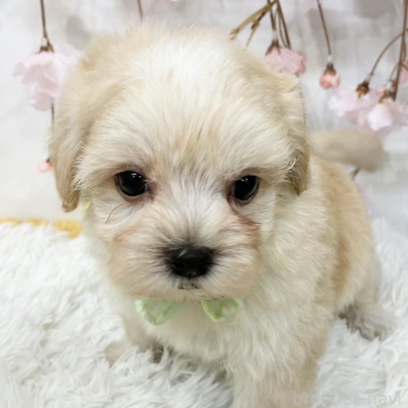 販売中の岐阜県のマルプー:マルチーズ×トイプードル-456516