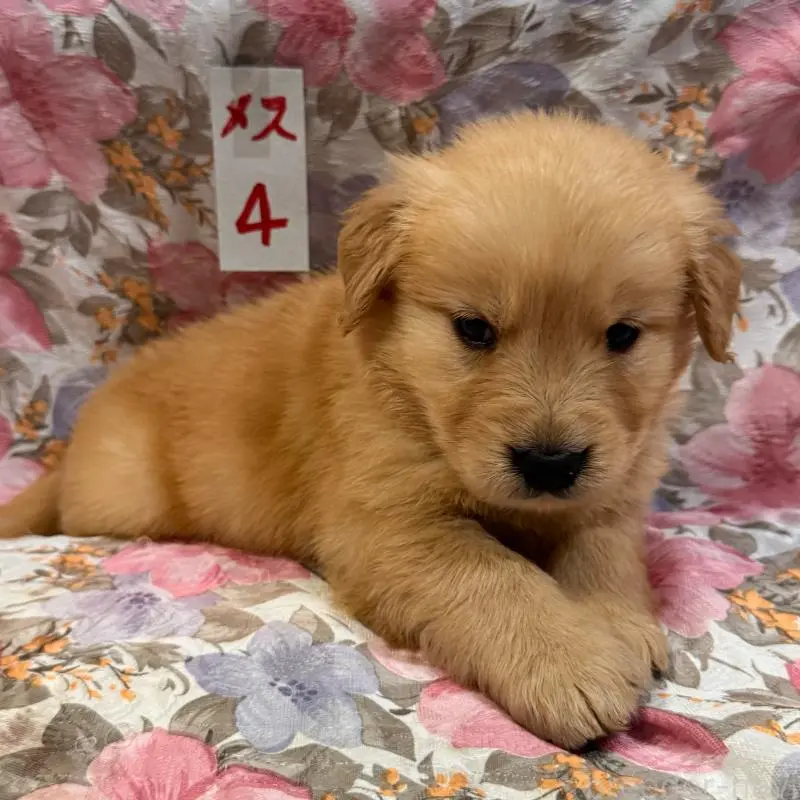 販売中の福岡県のゴールデンレトリーバー-456517の5枚目