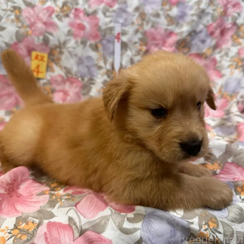 販売中の福岡県のゴールデンレトリーバー-456517の4枚目