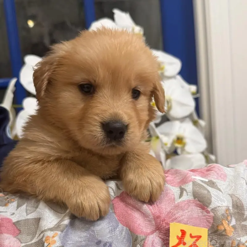 販売中の福岡県のゴールデンレトリーバー-456517の3枚目