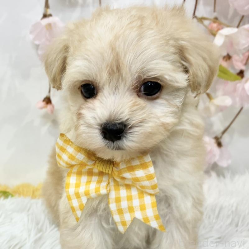 販売中の岐阜県のマルプー:マルチーズ×トイプードル-456518