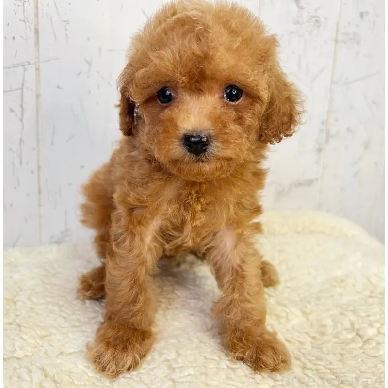 販売中の千葉県のトイプードル-456522の5枚目