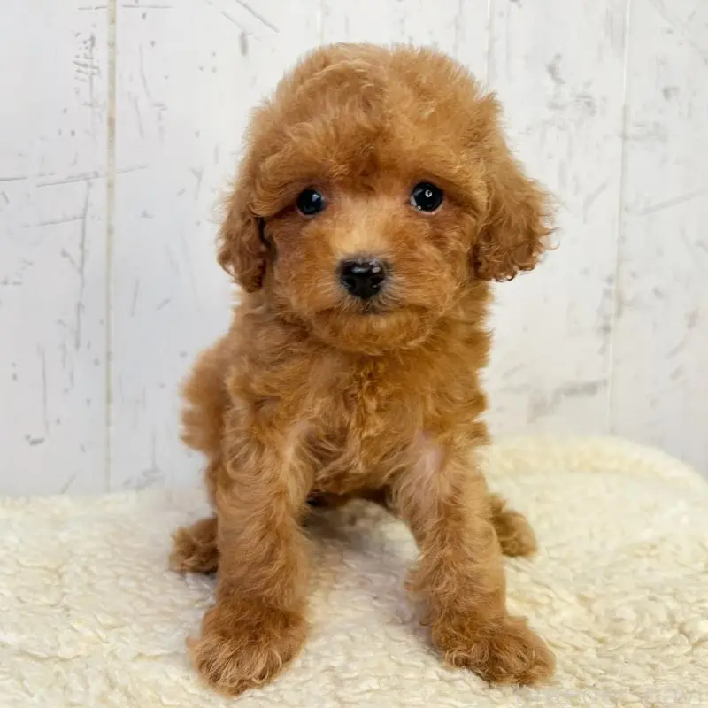 販売中の千葉県のトイプードル-456522の4枚目