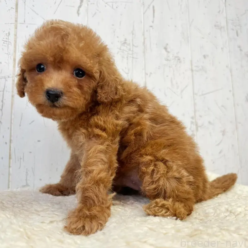 販売中の千葉県のトイプードル-456522の3枚目