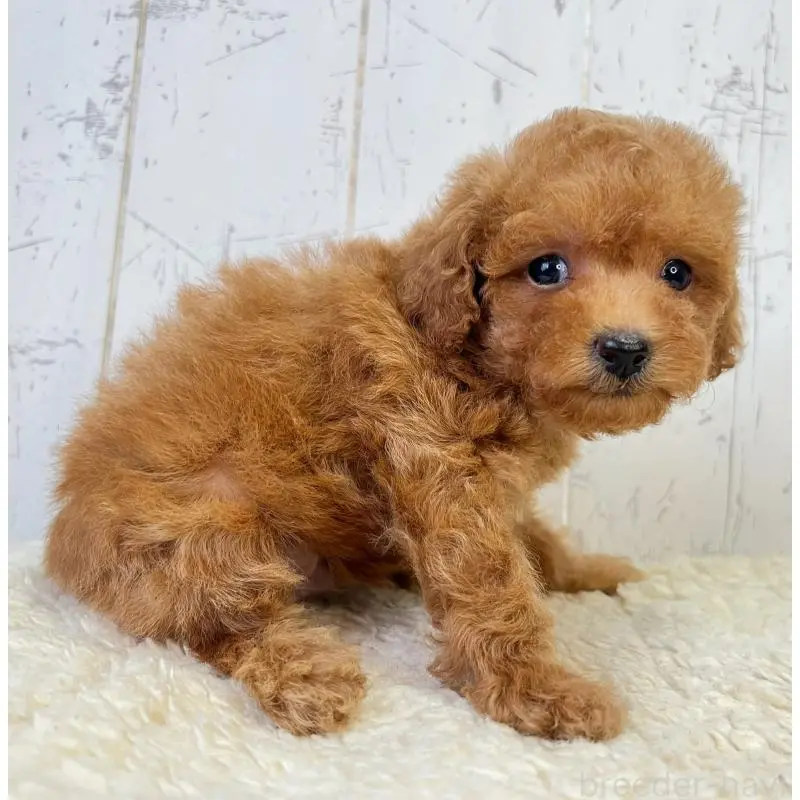 販売中の千葉県のトイプードル-456522の2枚目