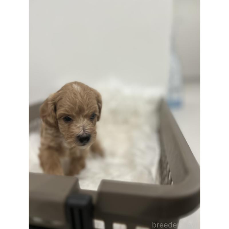 販売中の愛媛県のマルプー:マルチーズ×トイプードル-456523の6枚目