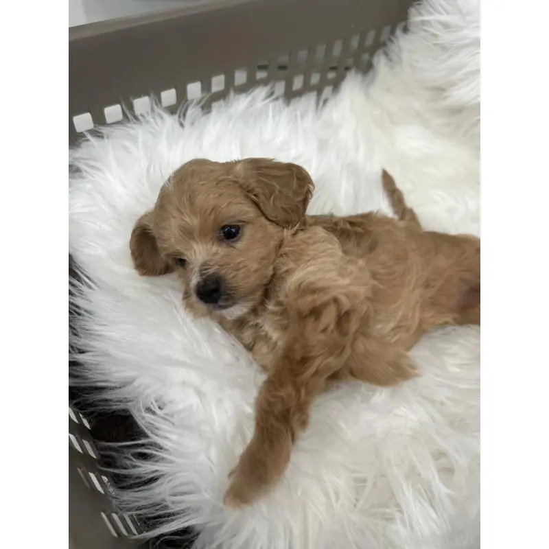 販売中の愛媛県のマルプー:マルチーズ×トイプードル-456523の5枚目