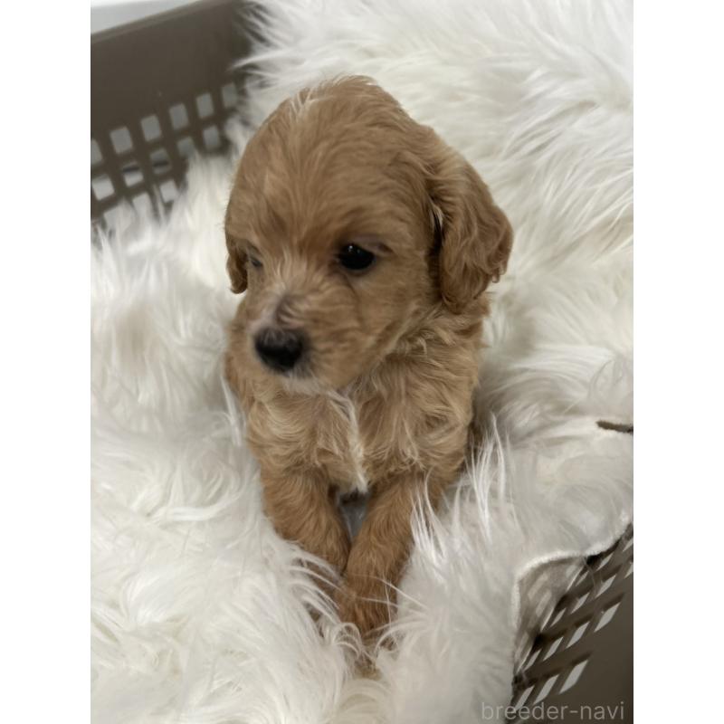 販売中の愛媛県のマルプー:マルチーズ×トイプードル-456523の4枚目