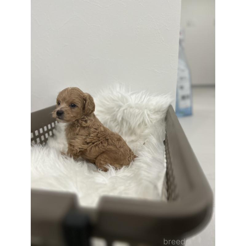 販売中の愛媛県のマルプー:マルチーズ×トイプードル-456523の2枚目