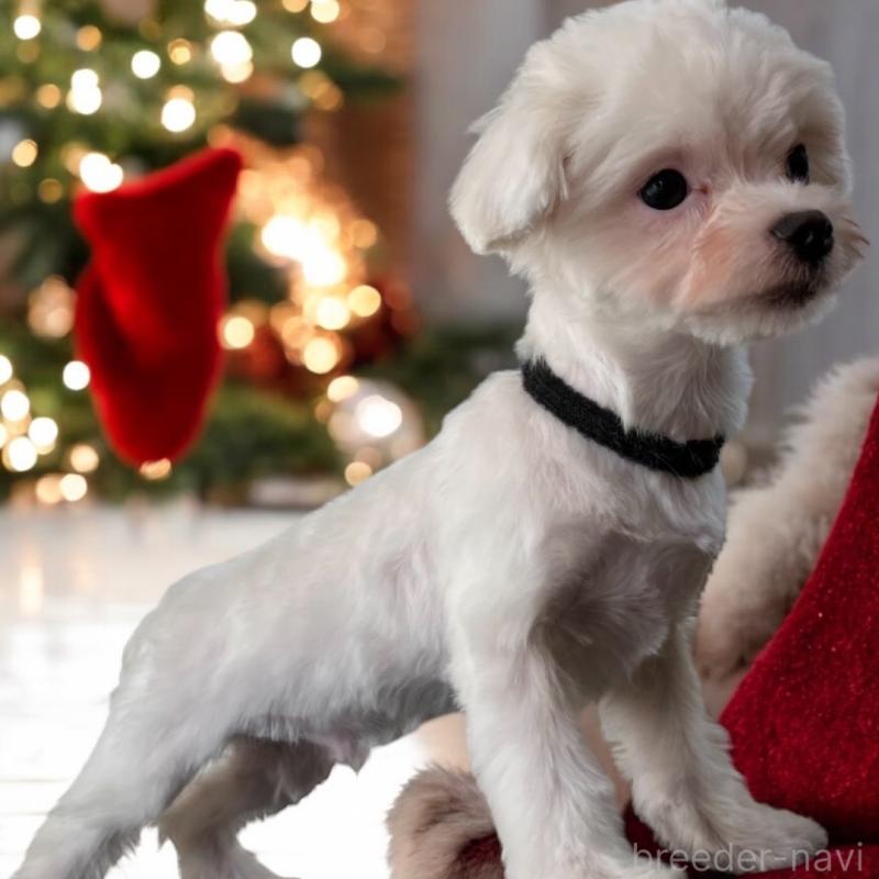 あすかくん1枚目