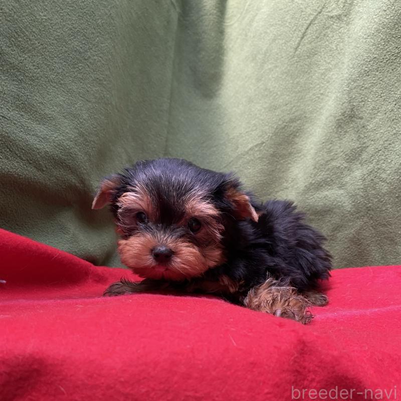 販売中の佐賀県のヨークシャーテリア-450776