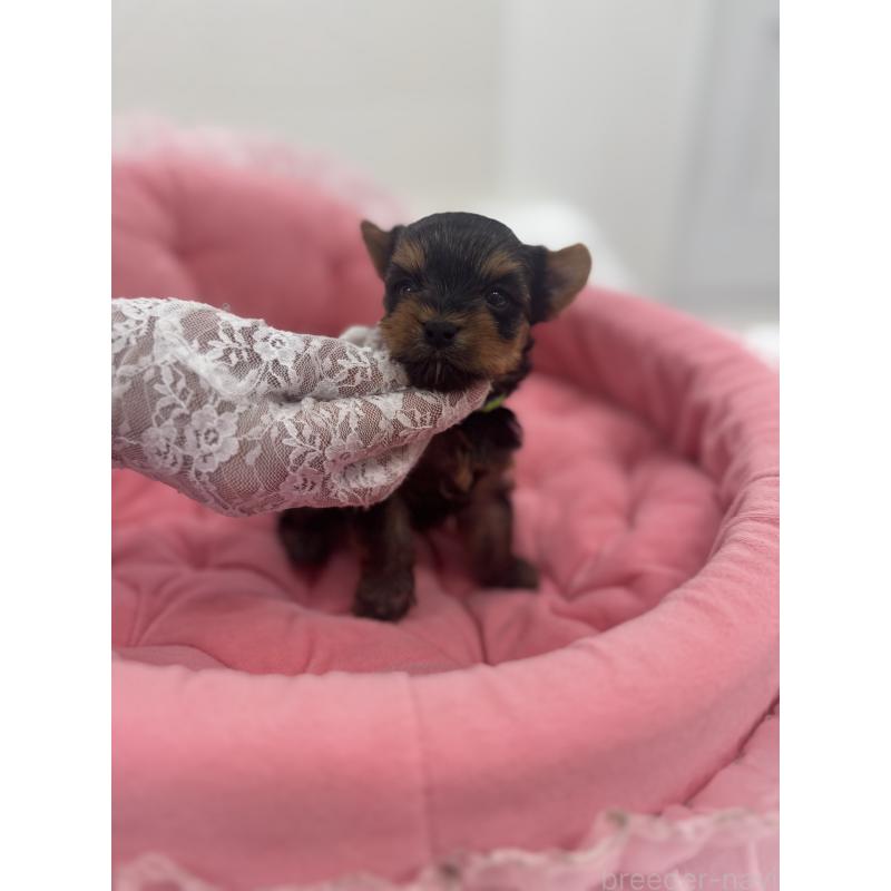 販売中の山梨県のヨークシャーテリア-456525の5枚目