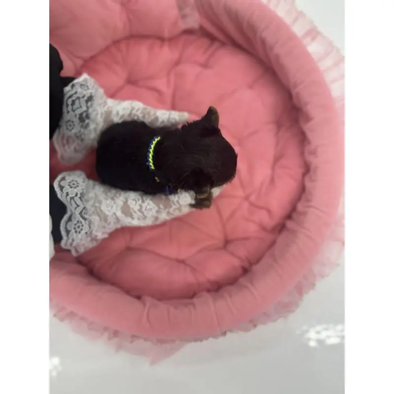 販売中の山梨県のヨークシャーテリア-456525の4枚目