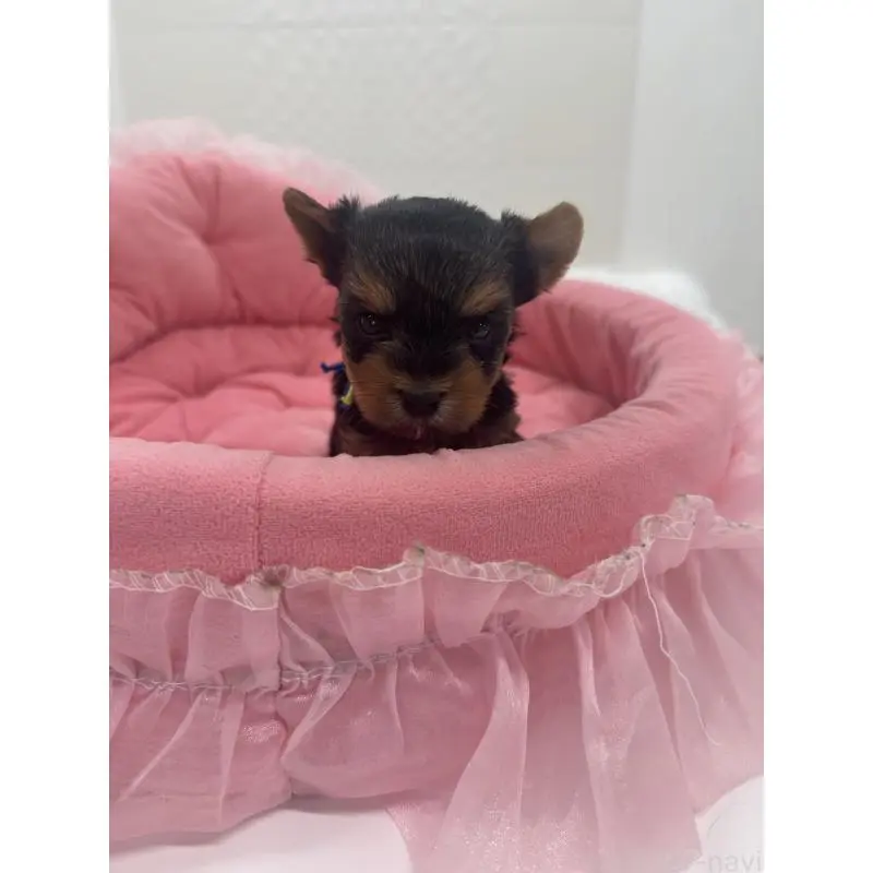 販売中の山梨県のヨークシャーテリア-456525の3枚目