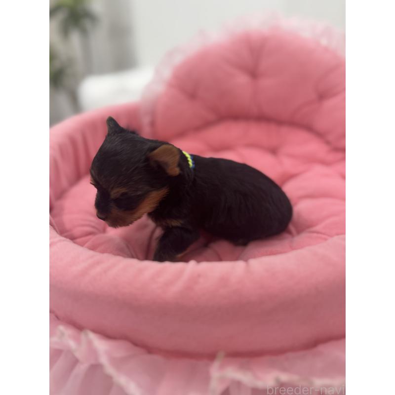 販売中の山梨県のヨークシャーテリア-456525の2枚目