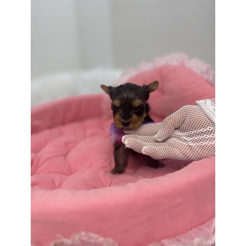 販売中の山梨県のヨークシャーテリア-456527の6枚目