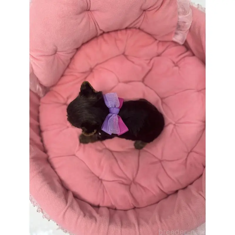 販売中の山梨県のヨークシャーテリア-456527の5枚目