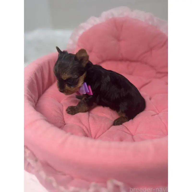 販売中の山梨県のヨークシャーテリア-456527の4枚目