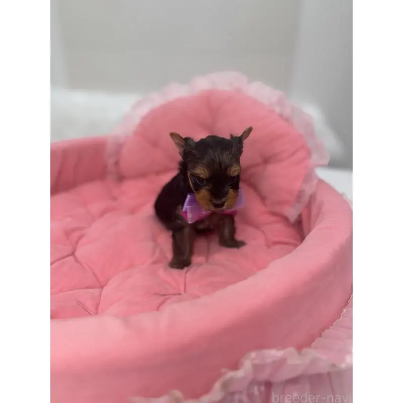 販売中の山梨県のヨークシャーテリア-456527の3枚目