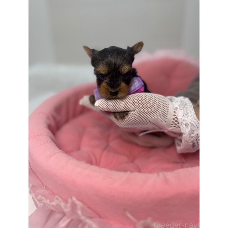 販売中の山梨県のヨークシャーテリア-456527の2枚目