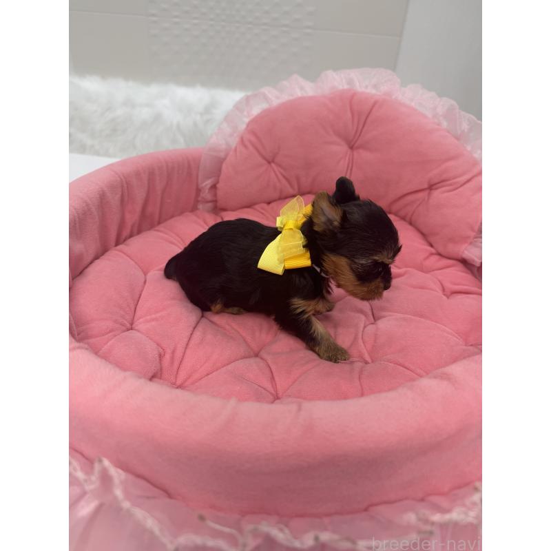 販売中の山梨県のヨークシャーテリア-456532の7枚目