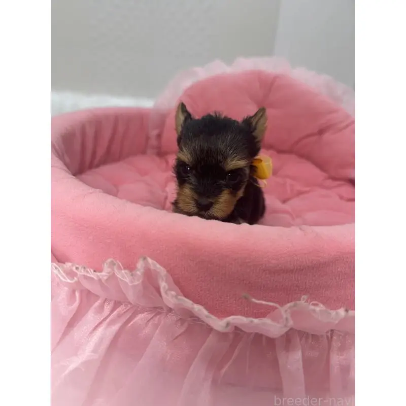 販売中の山梨県のヨークシャーテリア-456532の6枚目