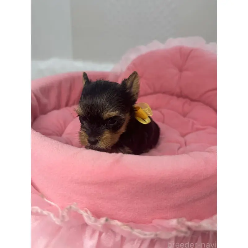 販売中の山梨県のヨークシャーテリア-456532の5枚目