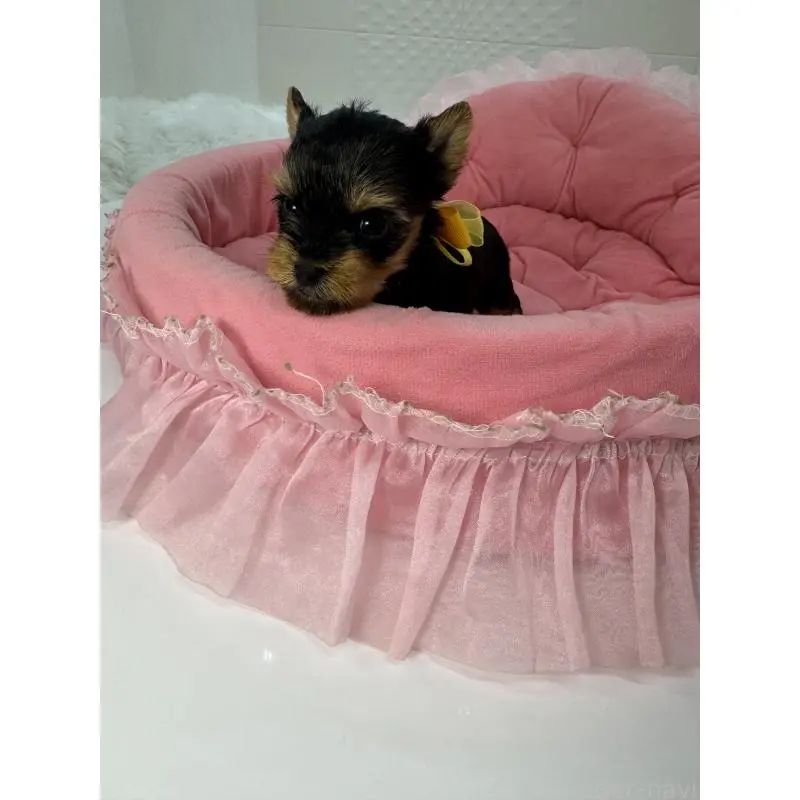 販売中の山梨県のヨークシャーテリア-456532の4枚目