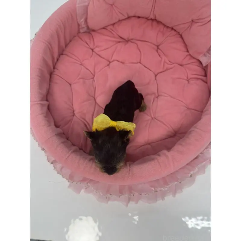 販売中の山梨県のヨークシャーテリア-456532の3枚目