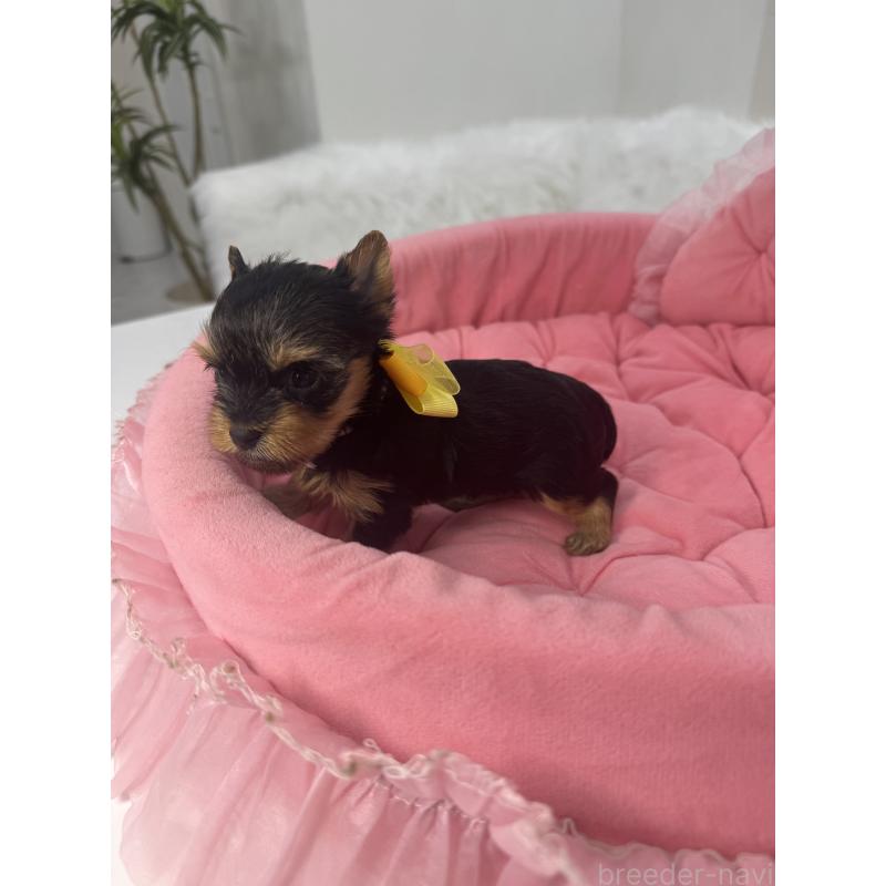 販売中の山梨県のヨークシャーテリア-456532の2枚目