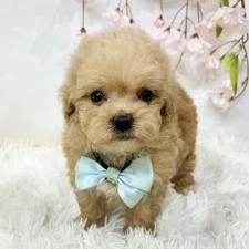 オンライン見学