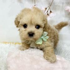 オンライン見学