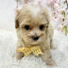 ♀︎マルプー:マルチーズ×トイプードル