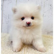 ♀︎ポメラニアン