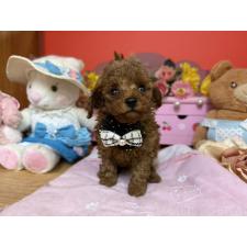 ♀︎ティーカッププードル