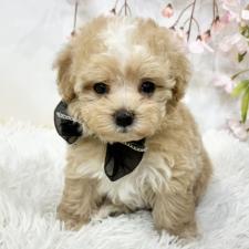 ♀︎マルプー:マルチーズ×トイプードル