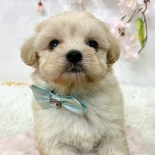 ♀︎マルプー:マルチーズ×トイプードル