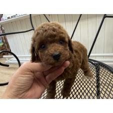 ♀︎タイニープードル