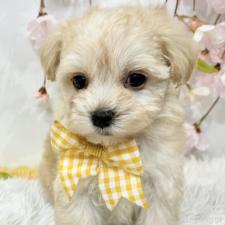 オンライン見学