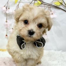 ♀︎マルプー:マルチーズ×トイプードル