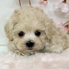 ♀︎マルプー:マルチーズ×トイプードル