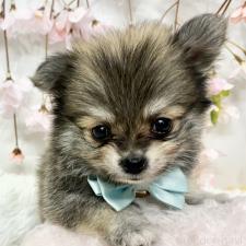 ♀︎ポメチワ:ポメラニアン×チワワ