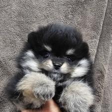 ♀︎ポメラニアン