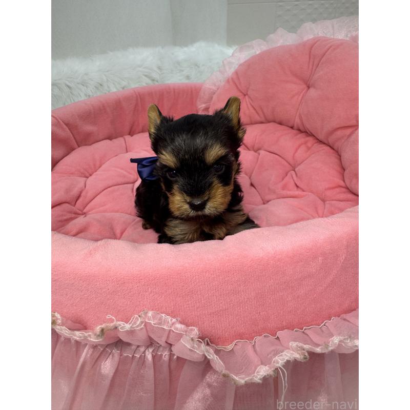 販売中の山梨県のヨークシャーテリア-456535の7枚目