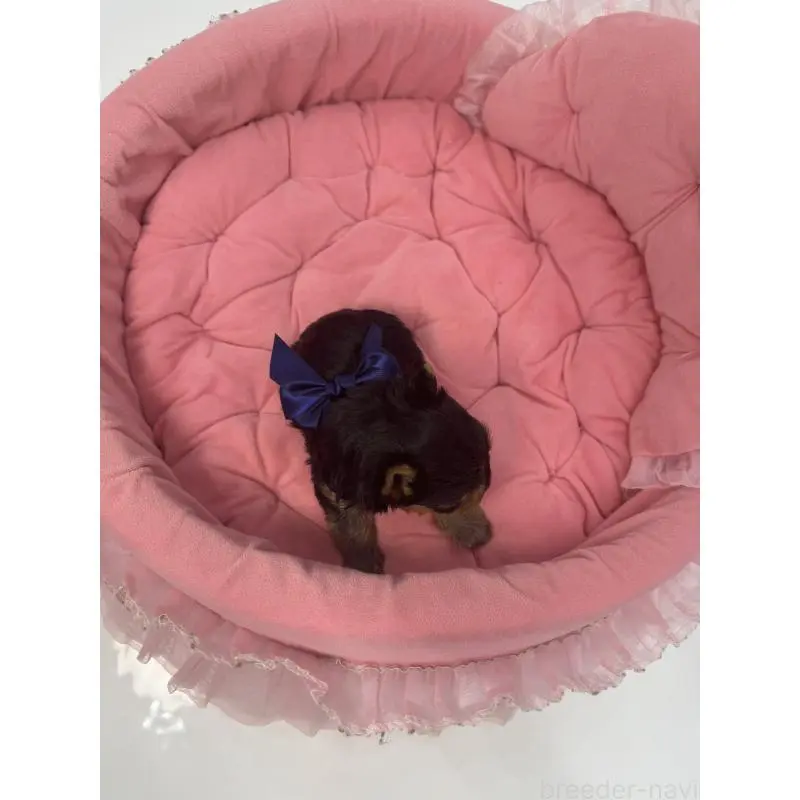 販売中の山梨県のヨークシャーテリア-456535の6枚目