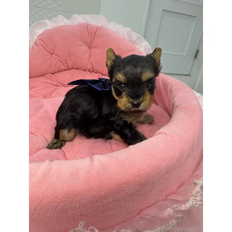 販売中の山梨県のヨークシャーテリア-456535の5枚目