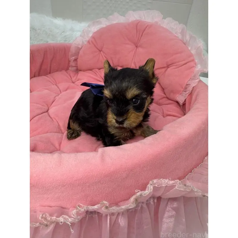 販売中の山梨県のヨークシャーテリア-456535の4枚目