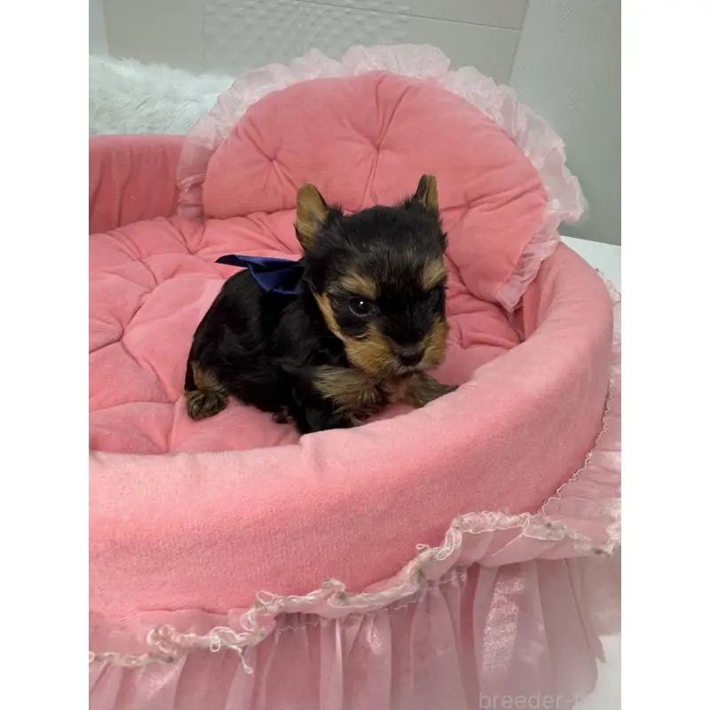 販売中の山梨県のヨークシャーテリア-456535の3枚目